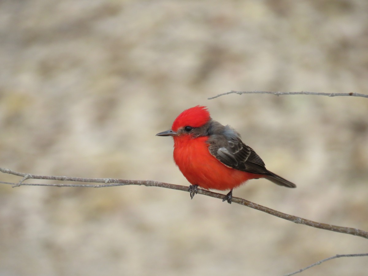 Vermilion Flycatcher - Sam Holcomb