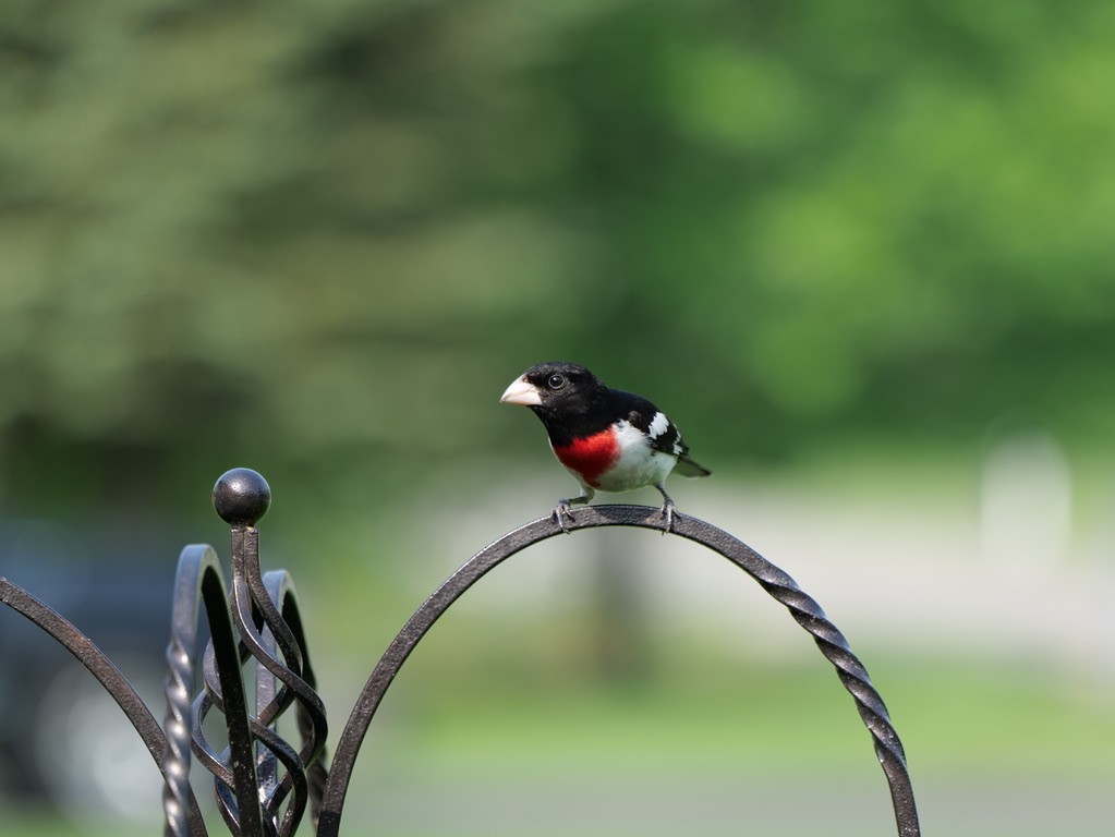 Cardinal à poitrine rose - ML619621511