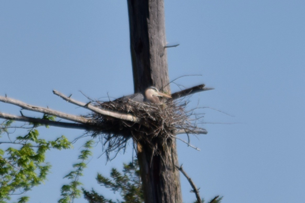 Great Blue Heron - ML619621512