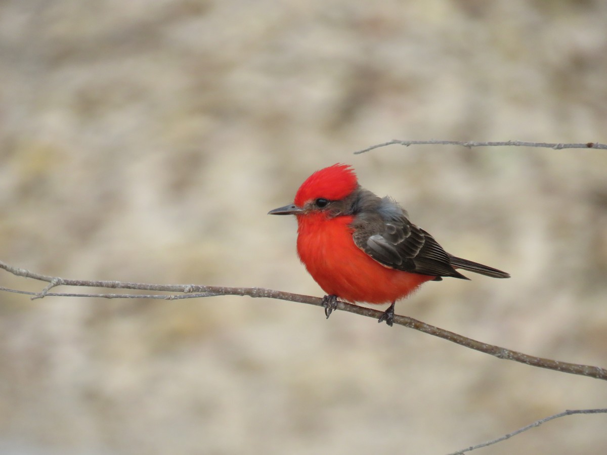 Vermilion Flycatcher - Sam Holcomb