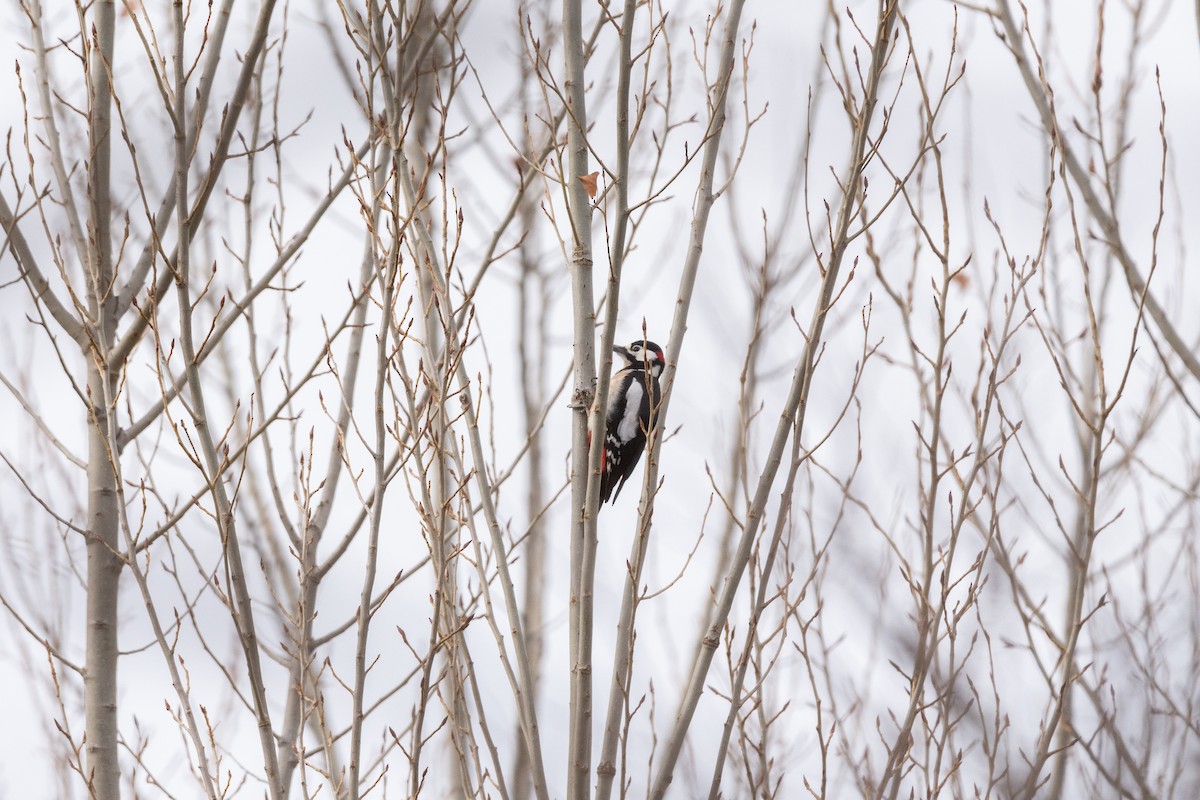 Great Spotted Woodpecker - Sara Molina