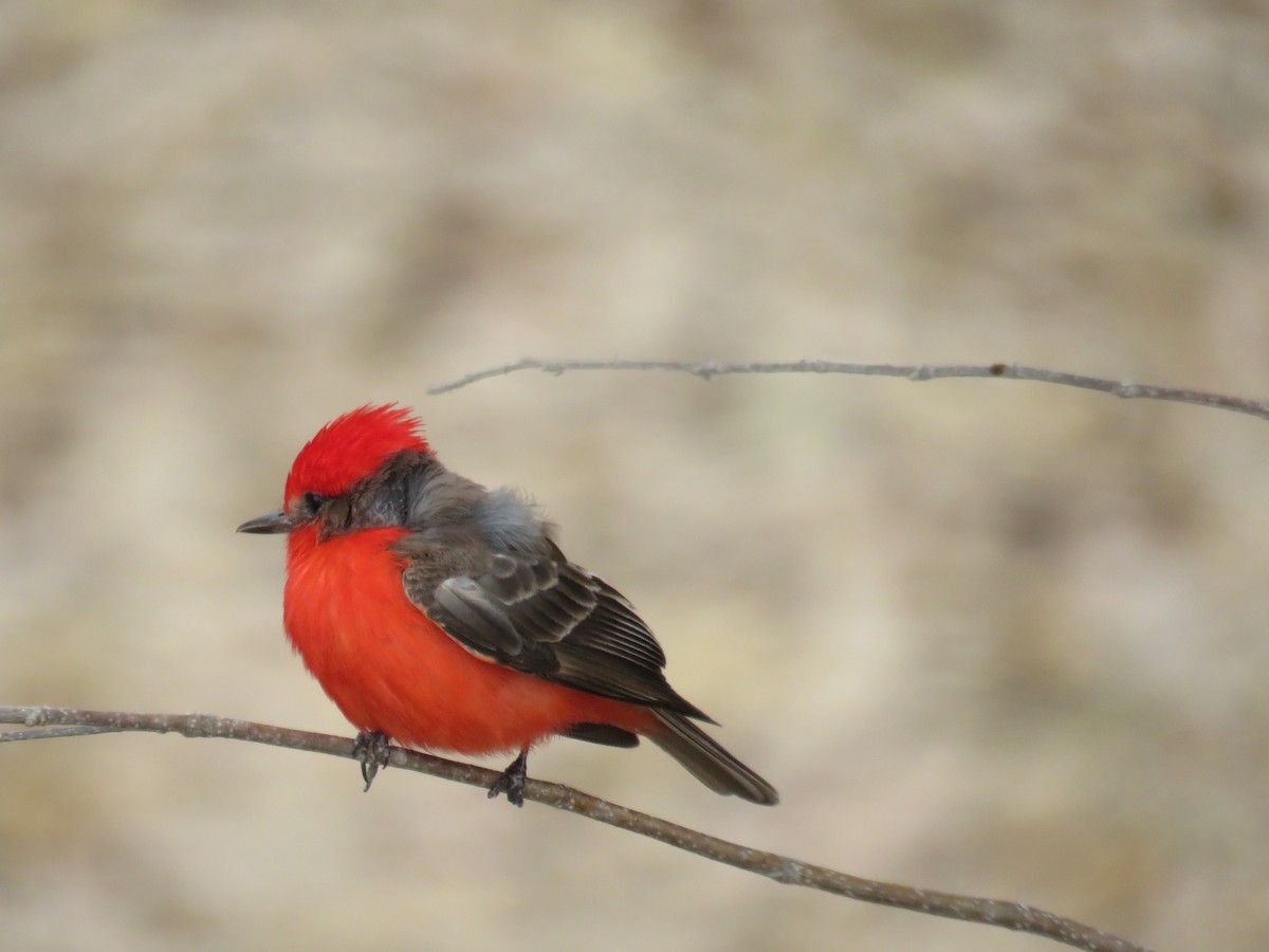 Vermilion Flycatcher - Sam Holcomb