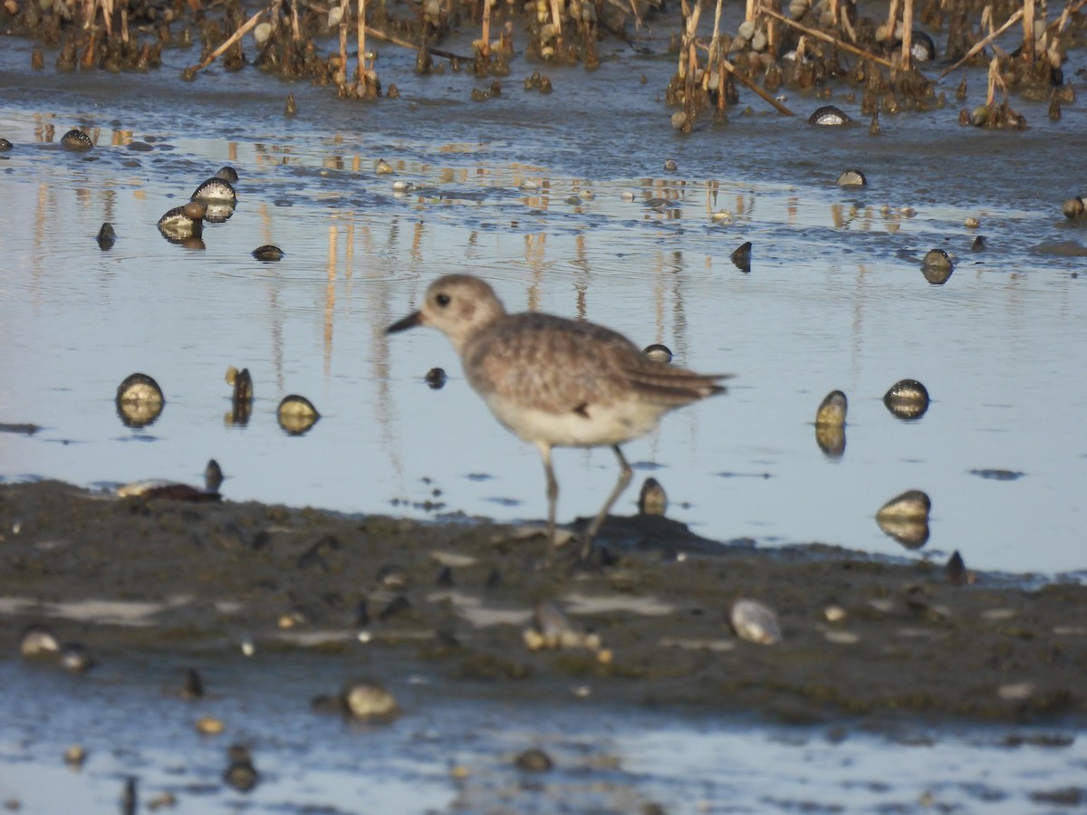 Black-bellied Plover - ML619621523