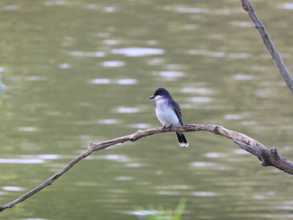 Eastern Kingbird - Angela Frohring