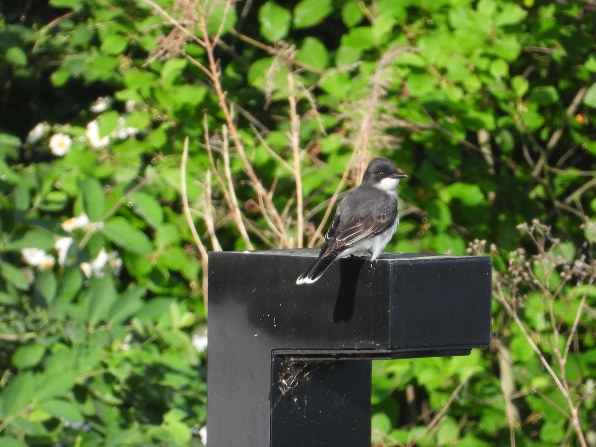 Eastern Kingbird - Angela Frohring