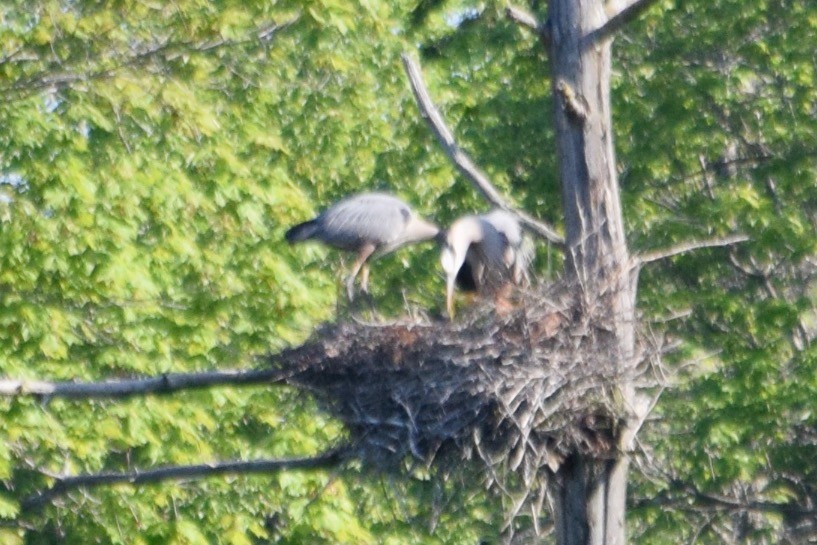 Great Blue Heron - Richard Thorley