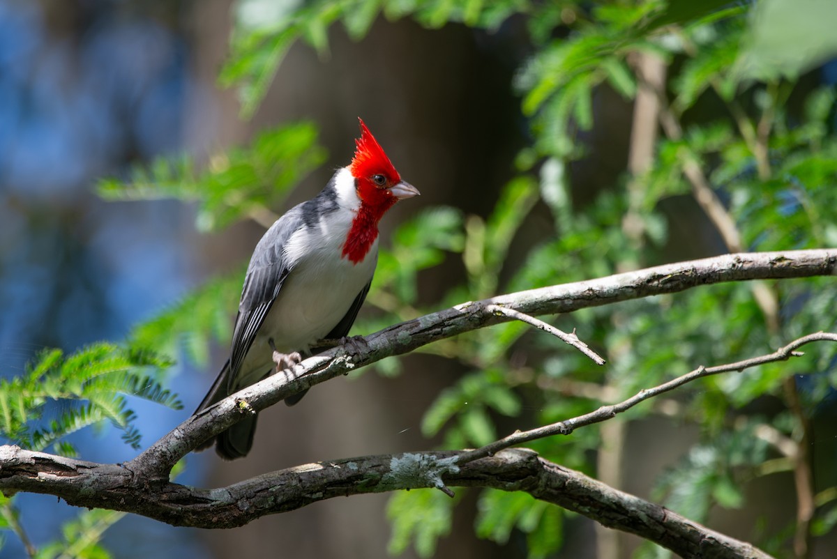 Red-crested Cardinal - LUCIANO BERNARDES