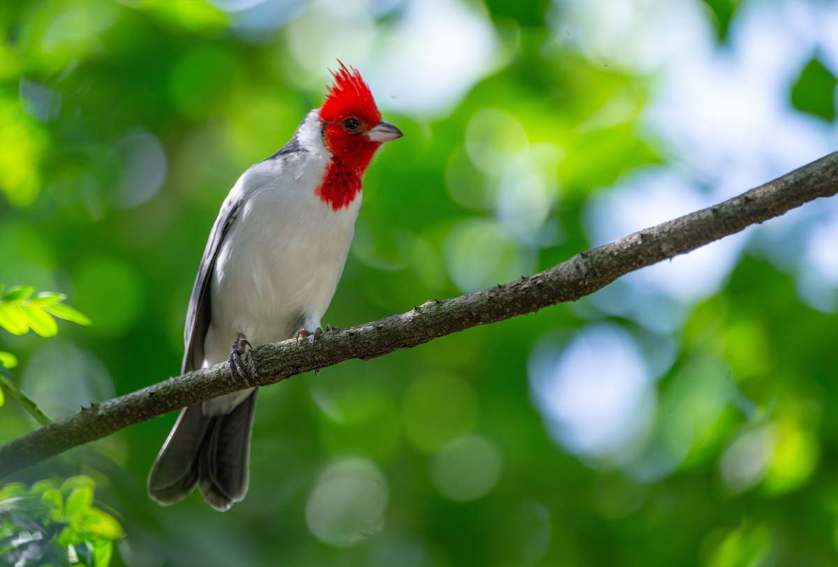 Red-crested Cardinal - LUCIANO BERNARDES