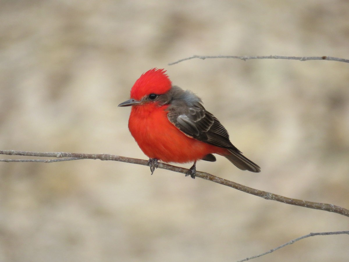 Vermilion Flycatcher - Sam Holcomb