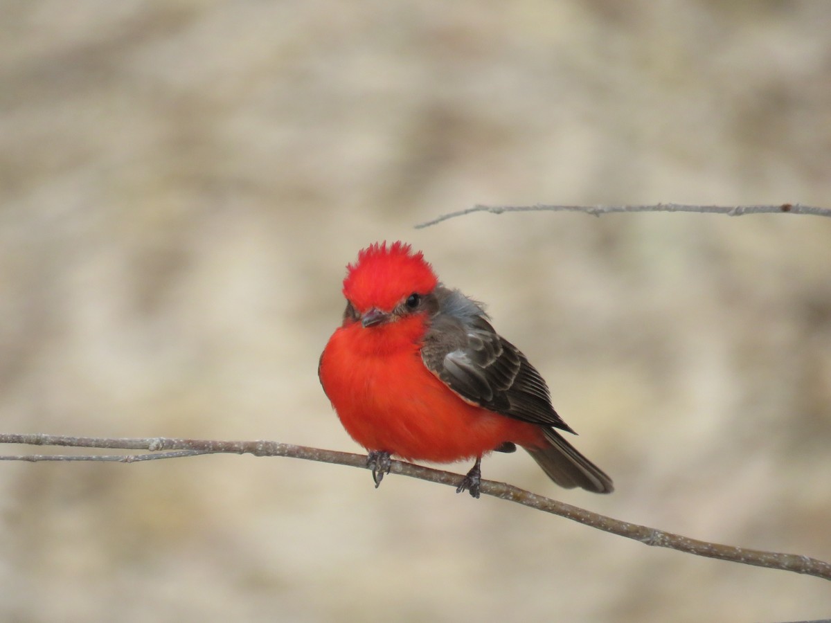 Vermilion Flycatcher - Sam Holcomb