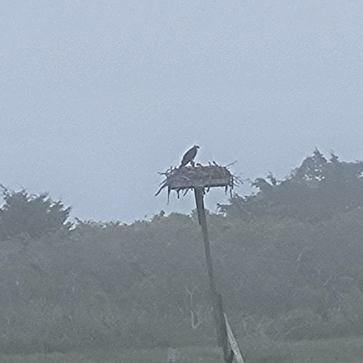 Osprey - Elizabeth Tighe-Andino