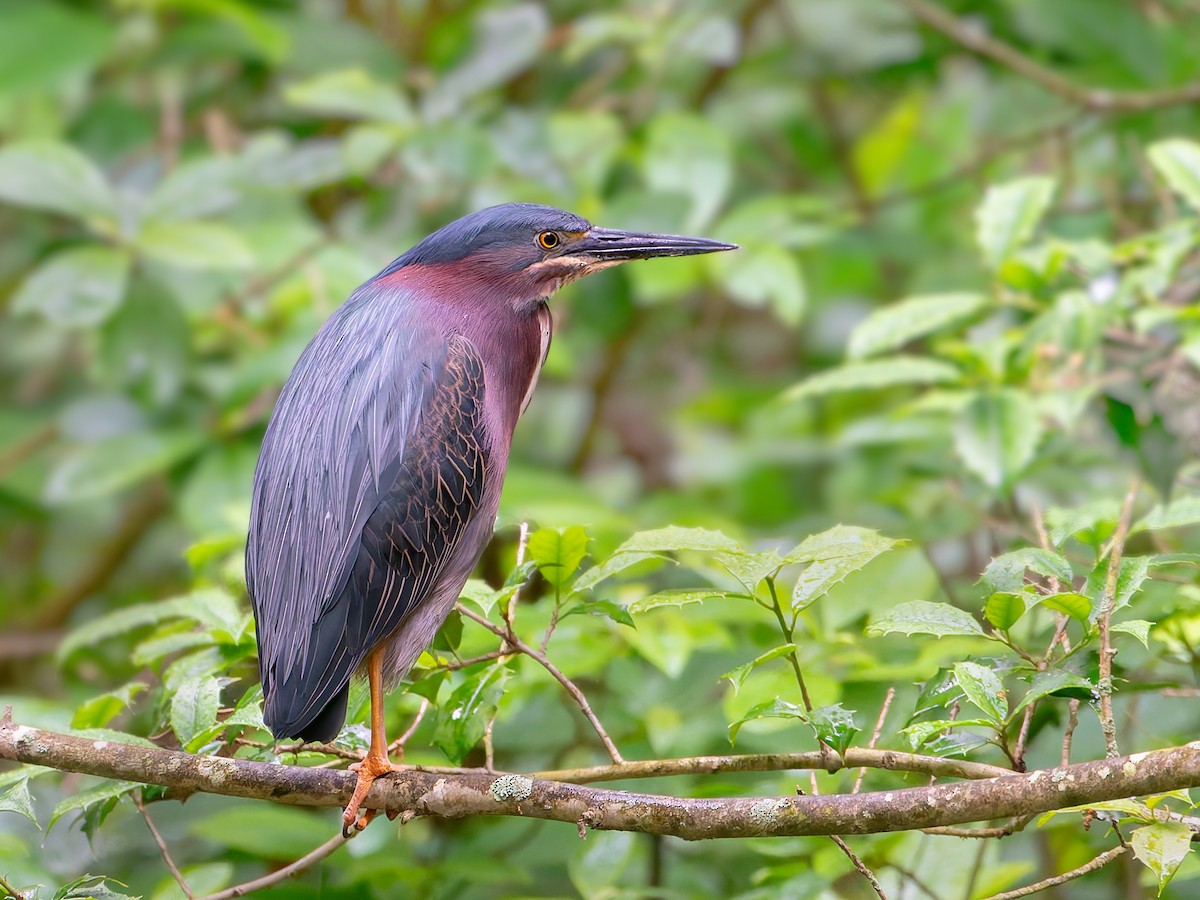 Green Heron - ML619621541