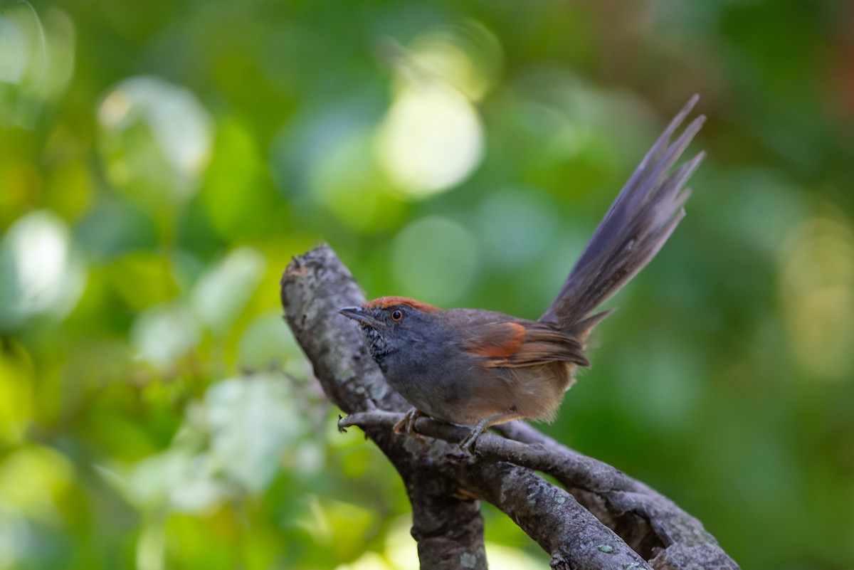 Spix's Spinetail - LUCIANO BERNARDES