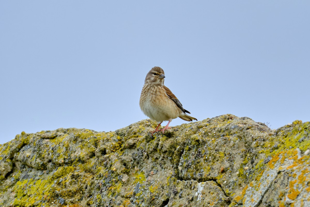 Eurasian Linnet - Bernardo Montoya