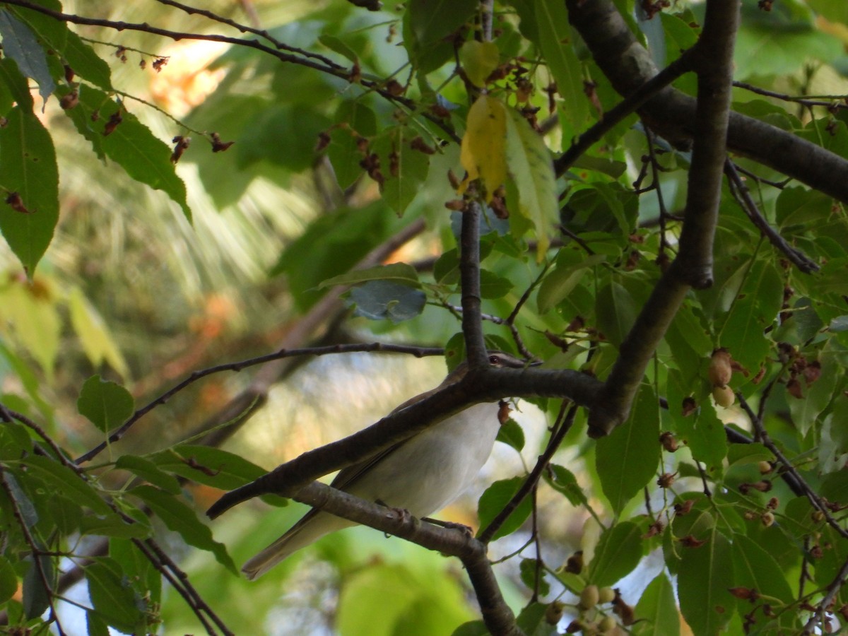 Red-eyed Vireo - Angela Frohring