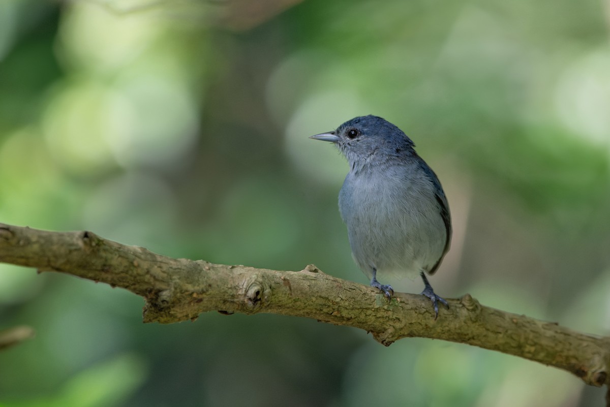 Chestnut-vented Conebill - LUCIANO BERNARDES