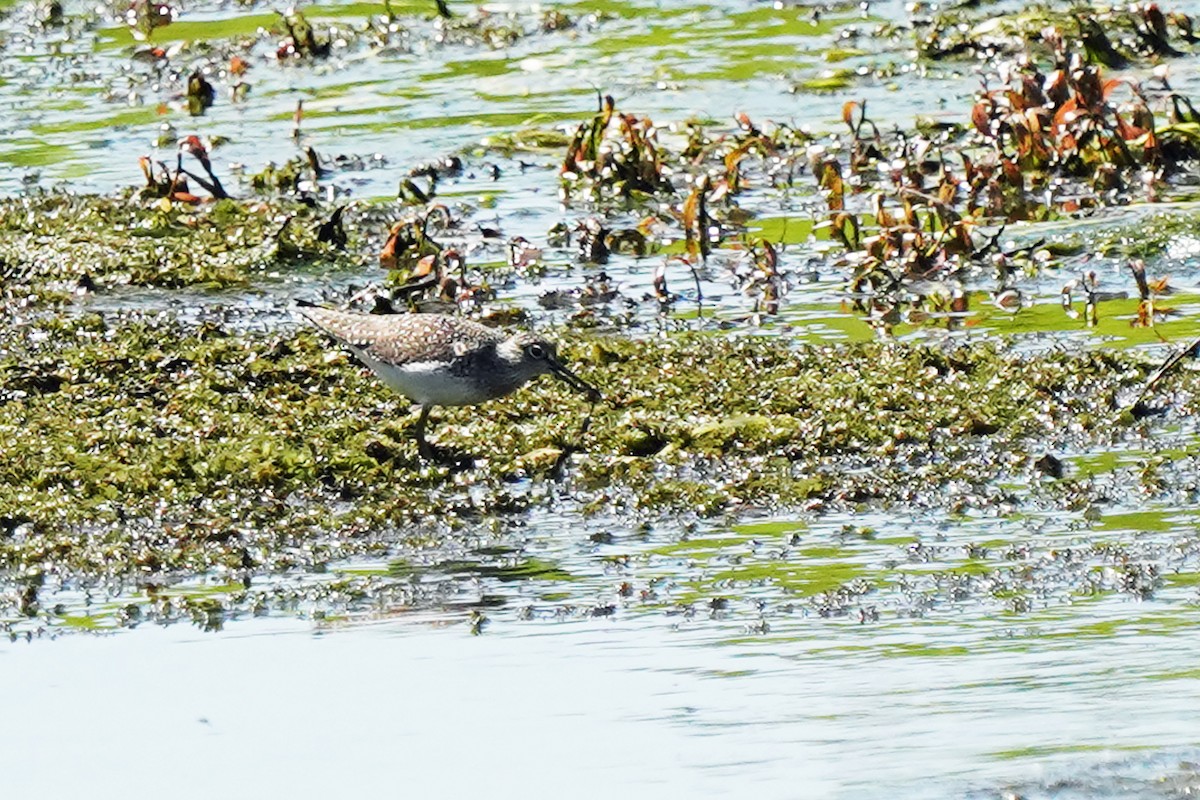 Solitary Sandpiper - Walter Verhoef