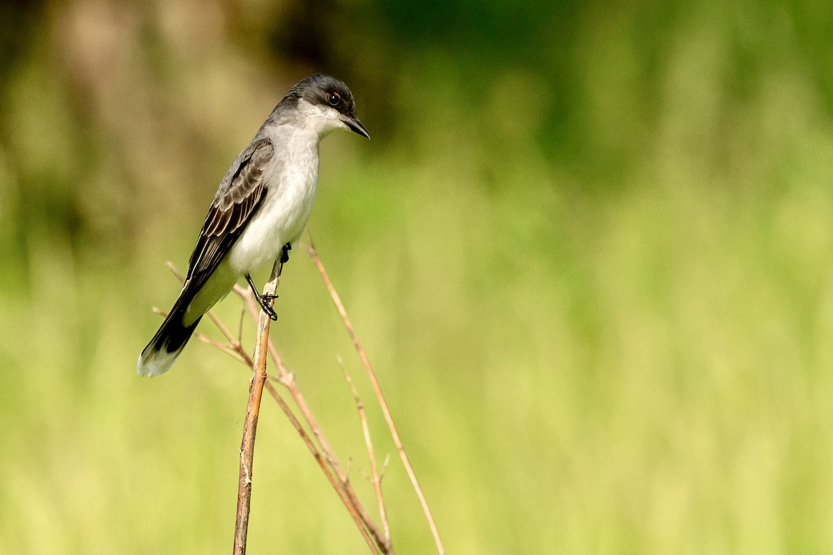 Eastern Kingbird - ML619621563