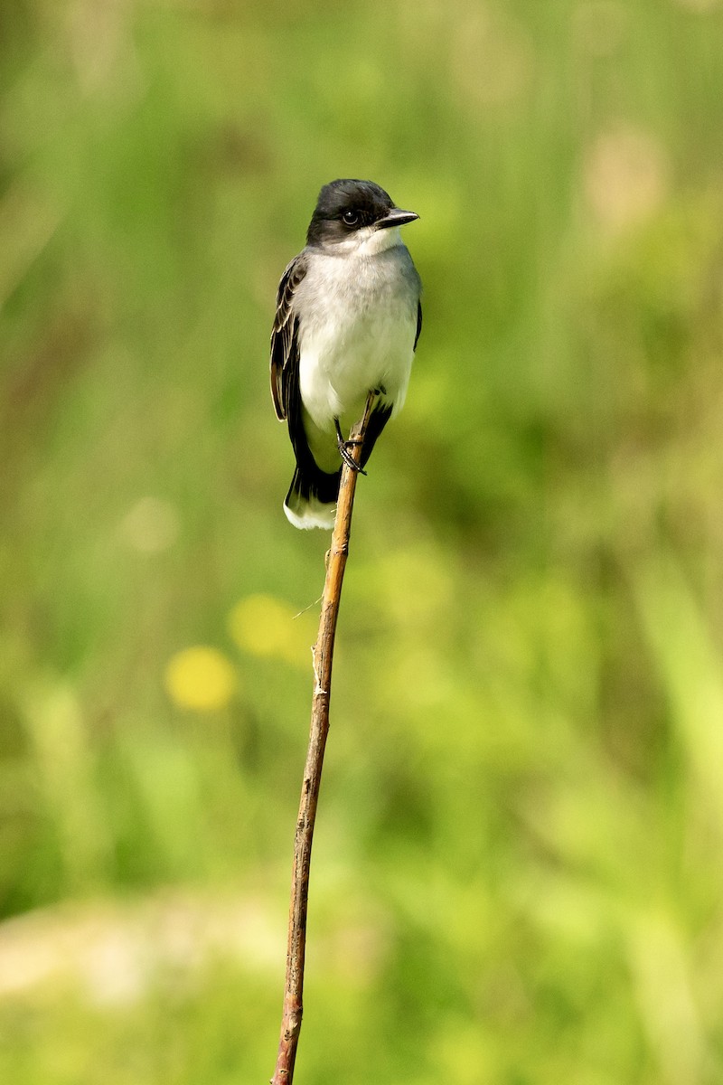 Eastern Kingbird - ML619621564