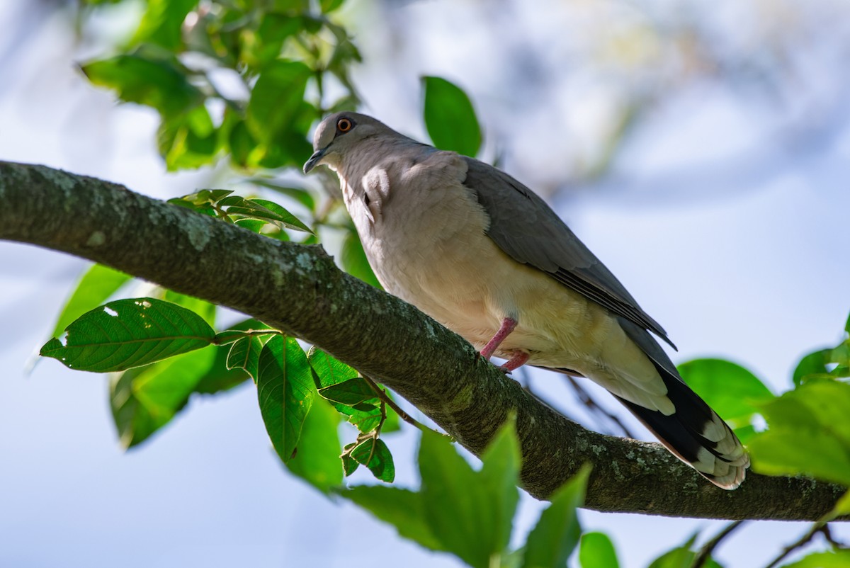 White-tipped Dove - LUCIANO BERNARDES