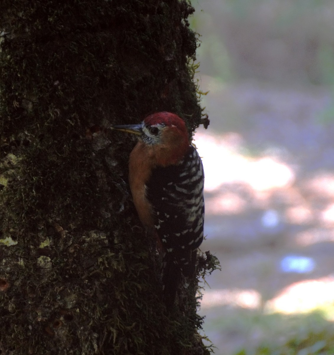Rufous-bellied Woodpecker - Akash Joshi