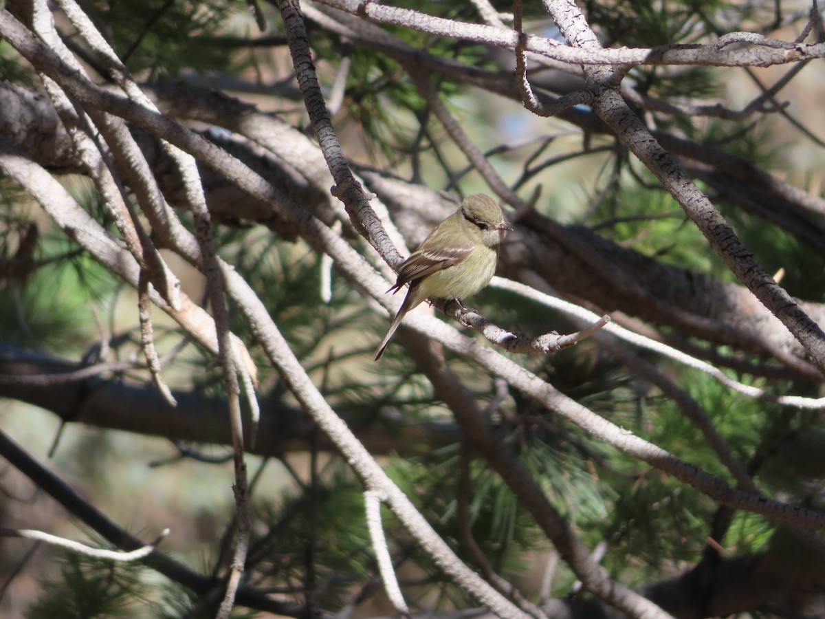 Dusky Flycatcher - carolyn spidle