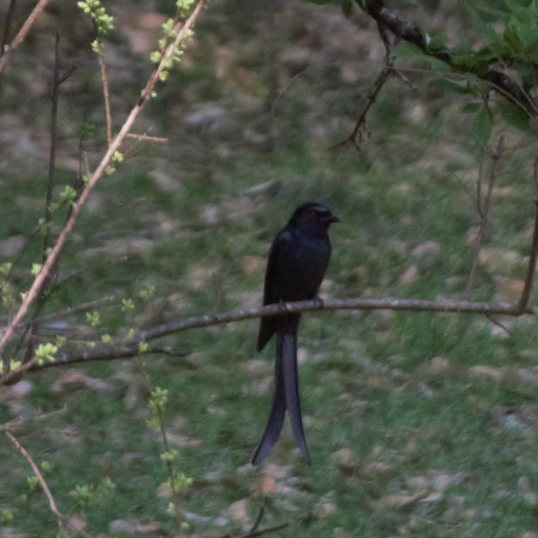 Ashy Drongo - Akash Joshi