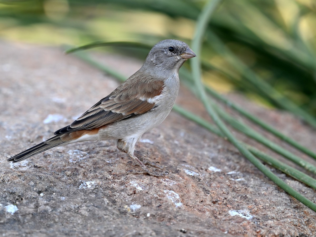 Southern Gray-headed Sparrow - jerald britten