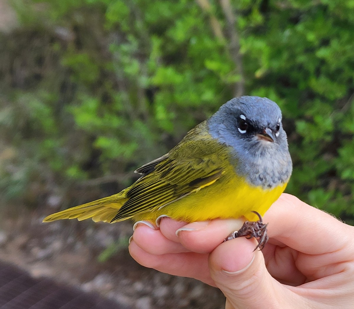 MacGillivray's Warbler - Nancy Cox