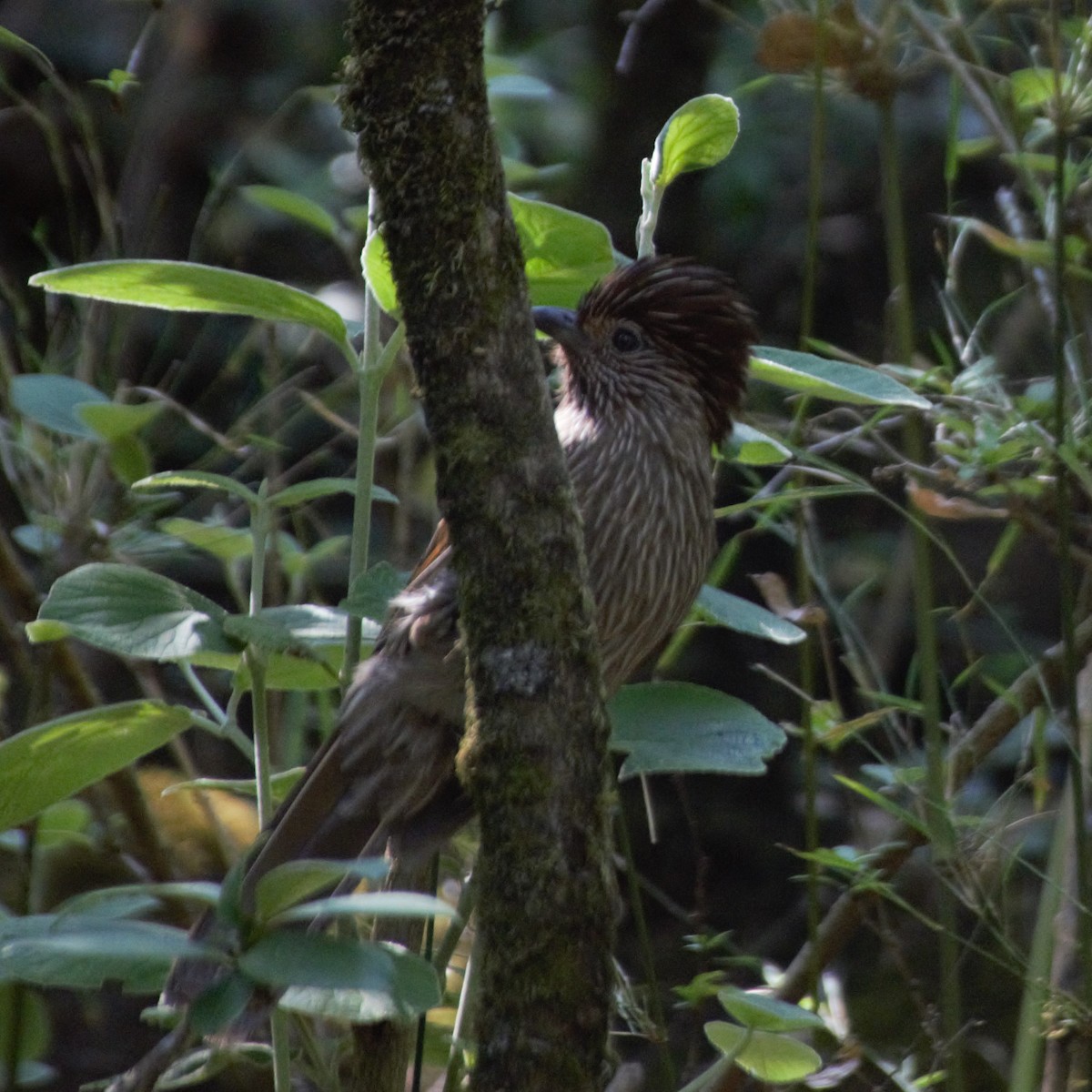 Striated Laughingthrush - Akash Joshi