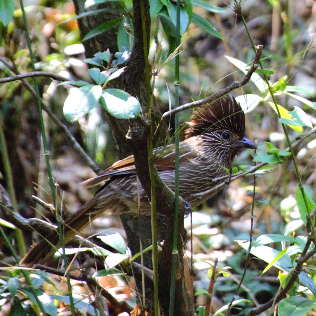 Striated Laughingthrush - Akash Joshi