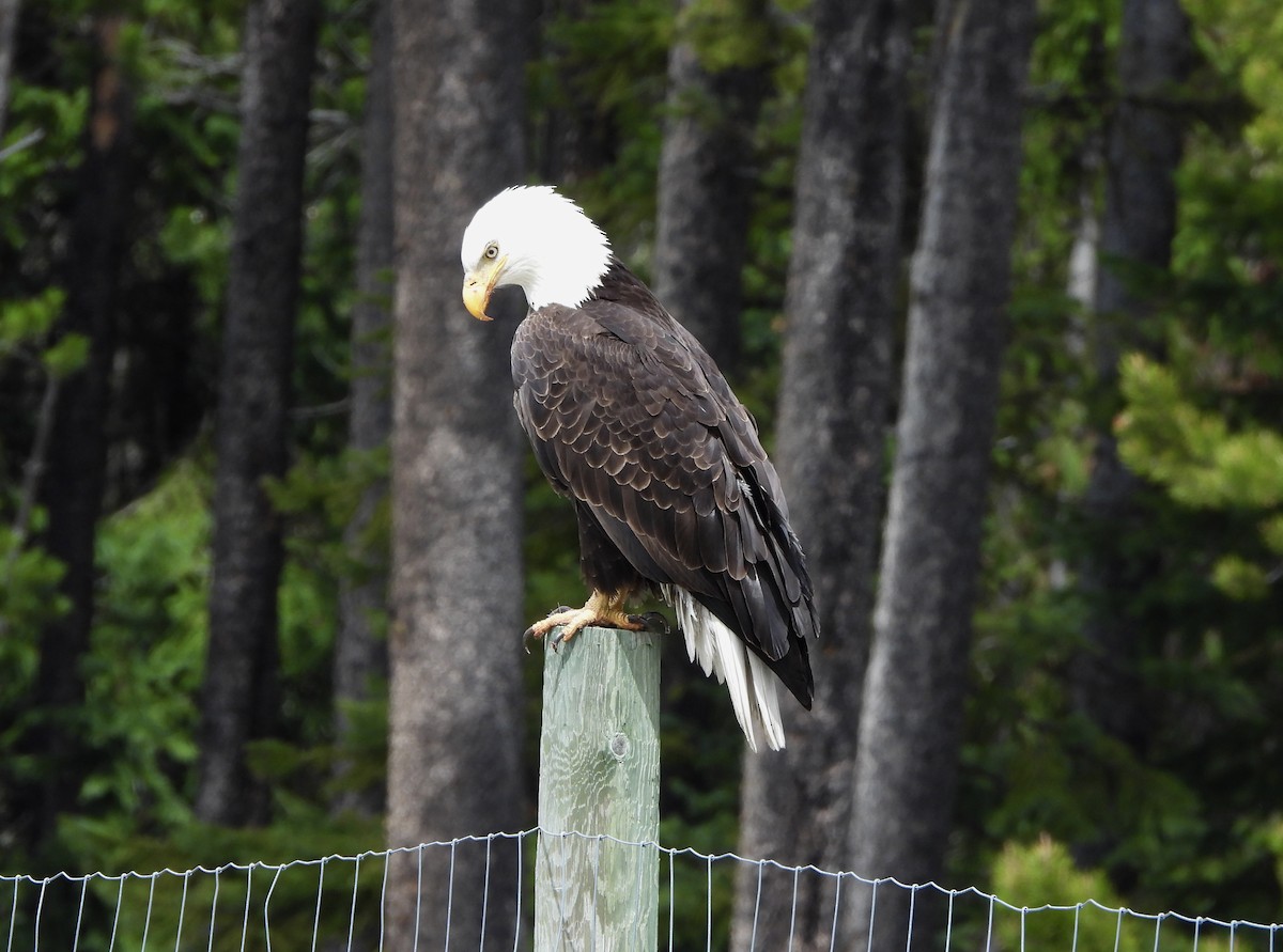 Bald Eagle - Nick Swan