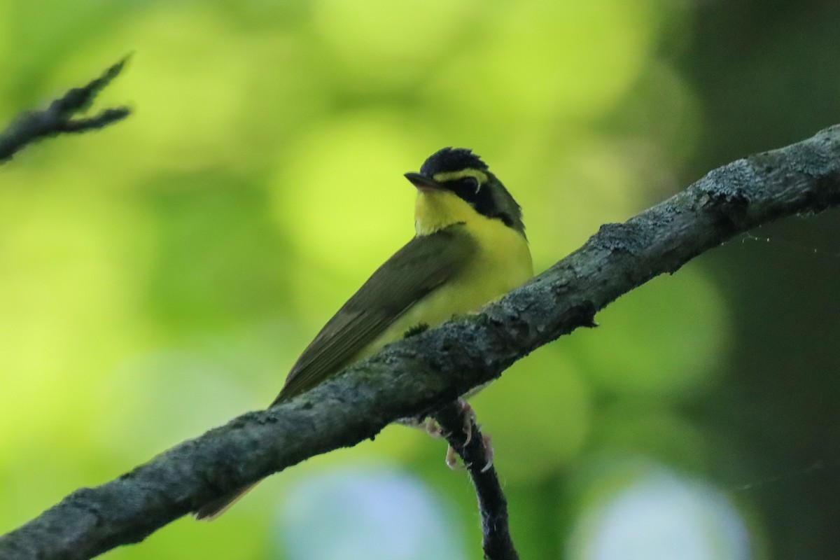 Kentucky Warbler - Lisa Benjamin