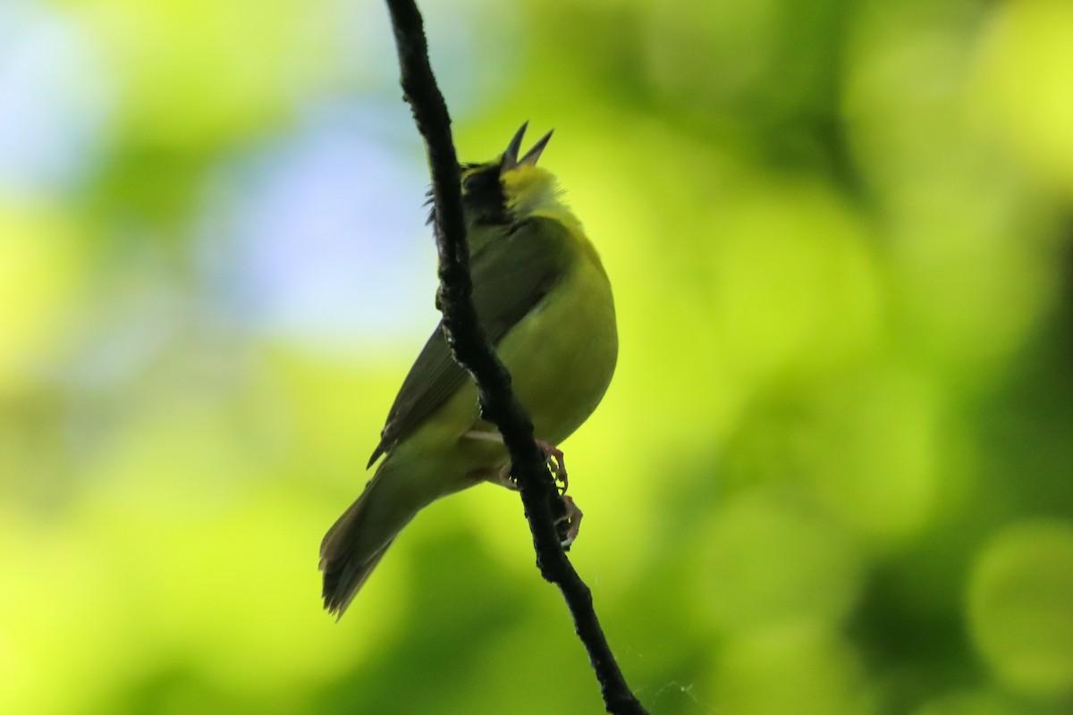 Kentucky Warbler - Lisa Benjamin