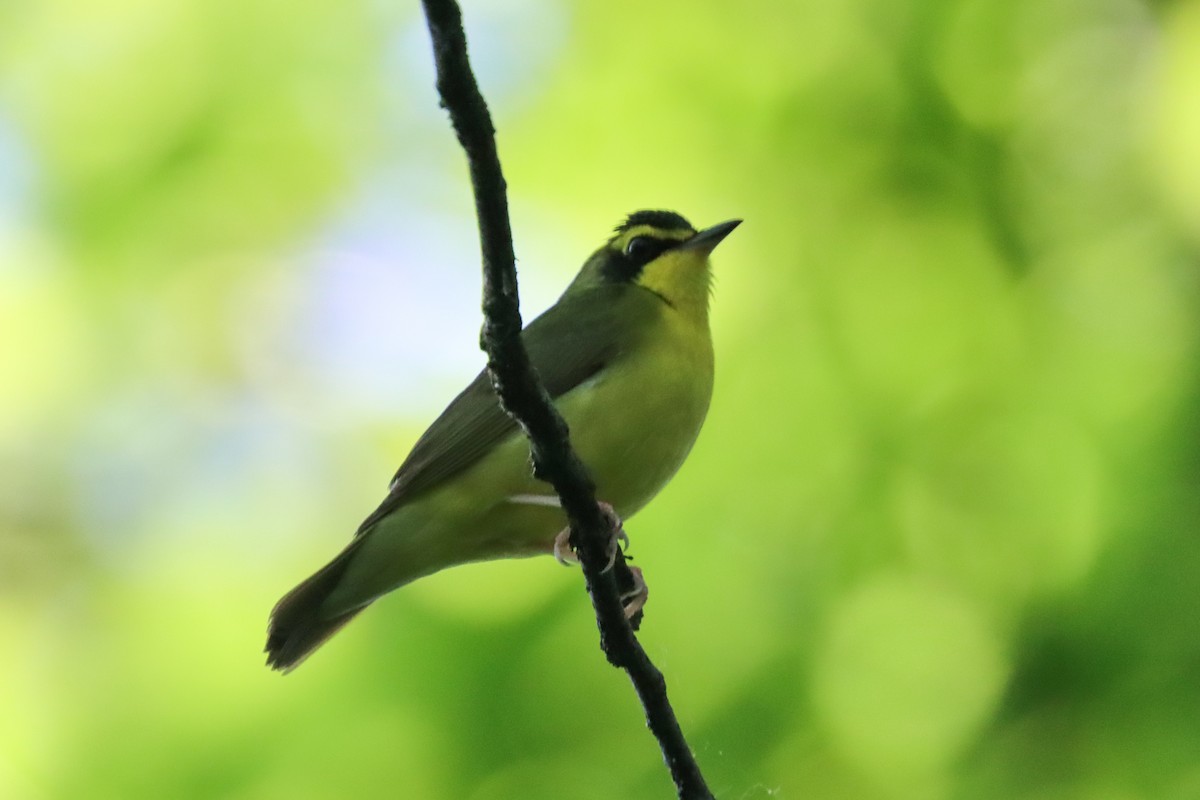 Kentucky Warbler - Lisa Benjamin