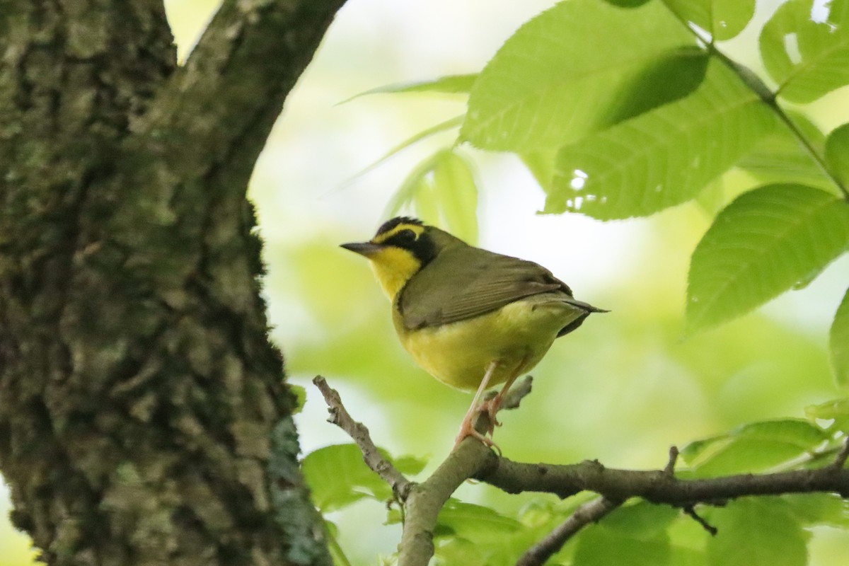 Kentucky Warbler - Lisa Benjamin