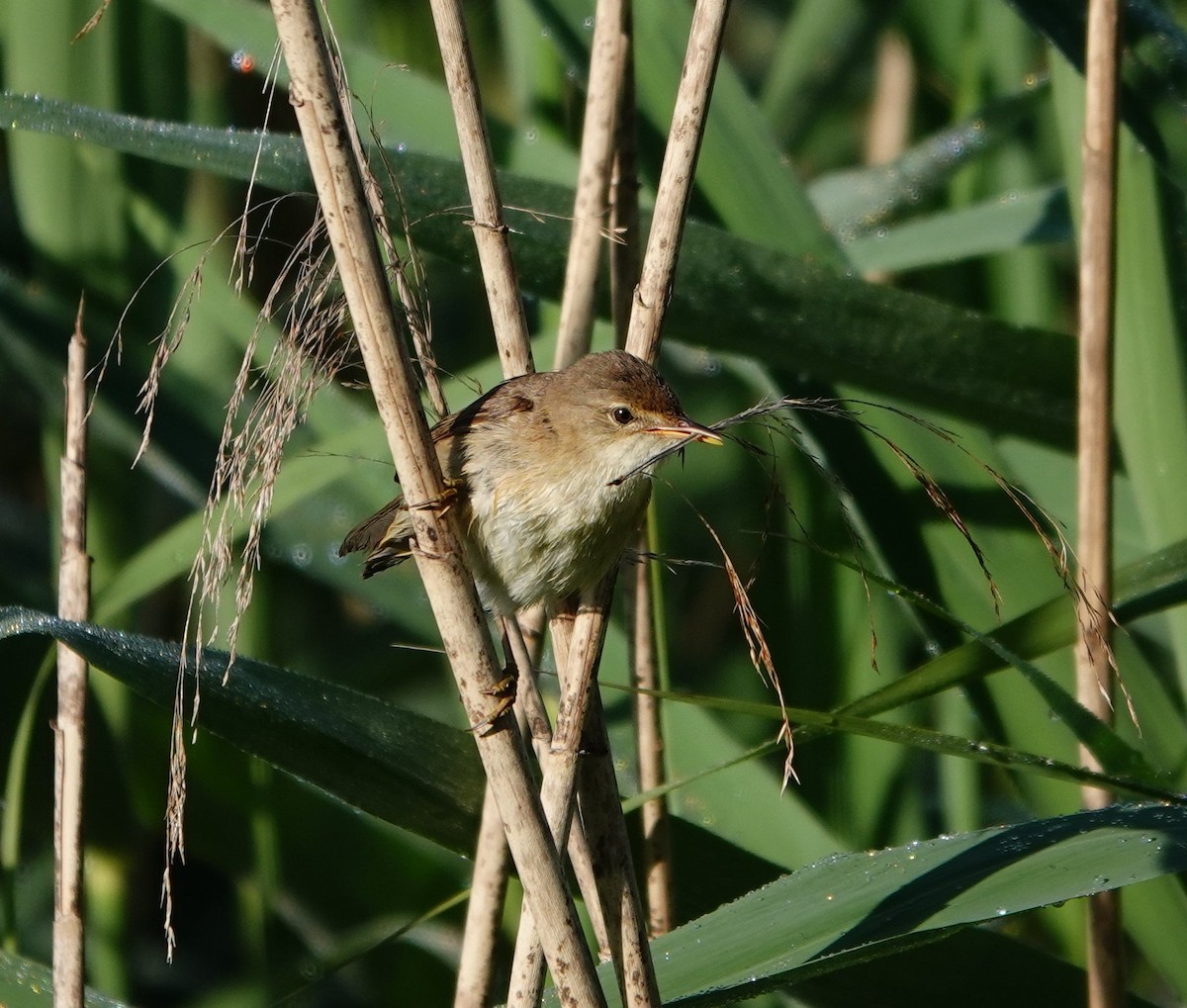 Common Reed Warbler - ML619621620