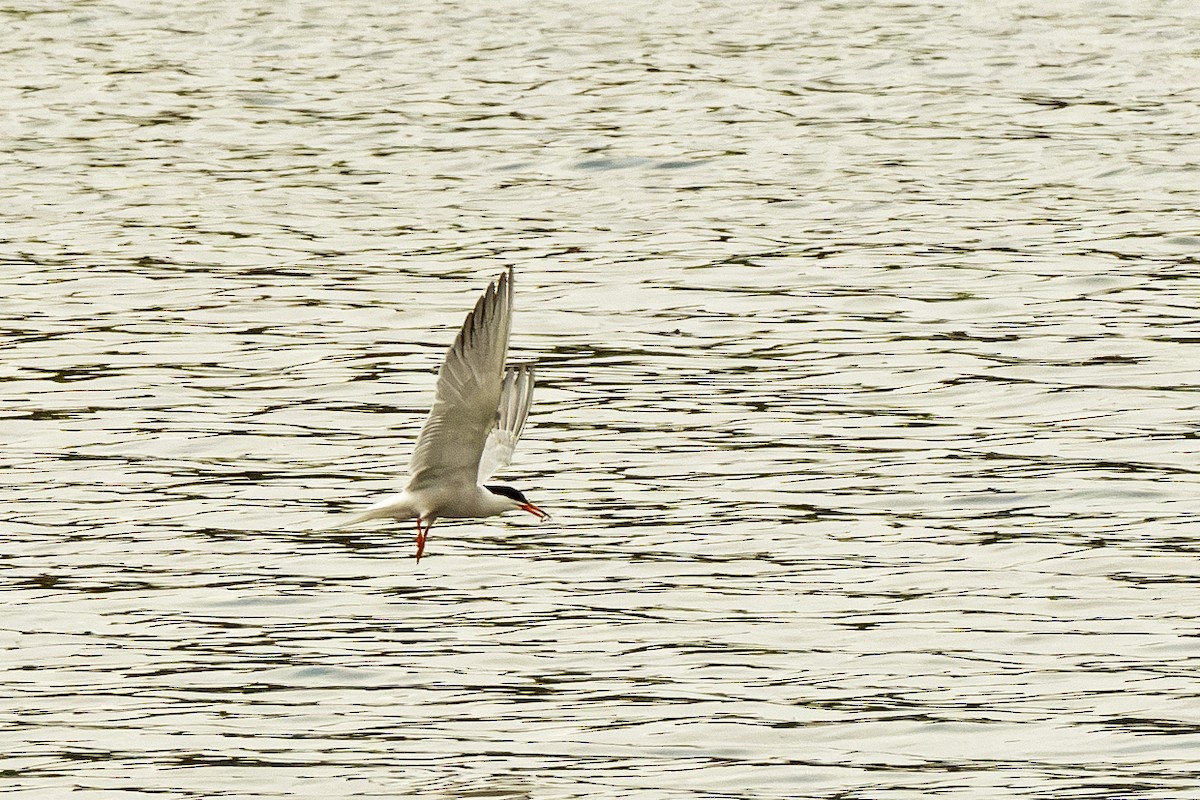 Common Tern - ML619621637