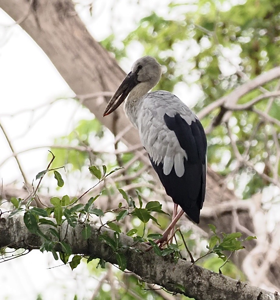 Asian Openbill - 芳色 林