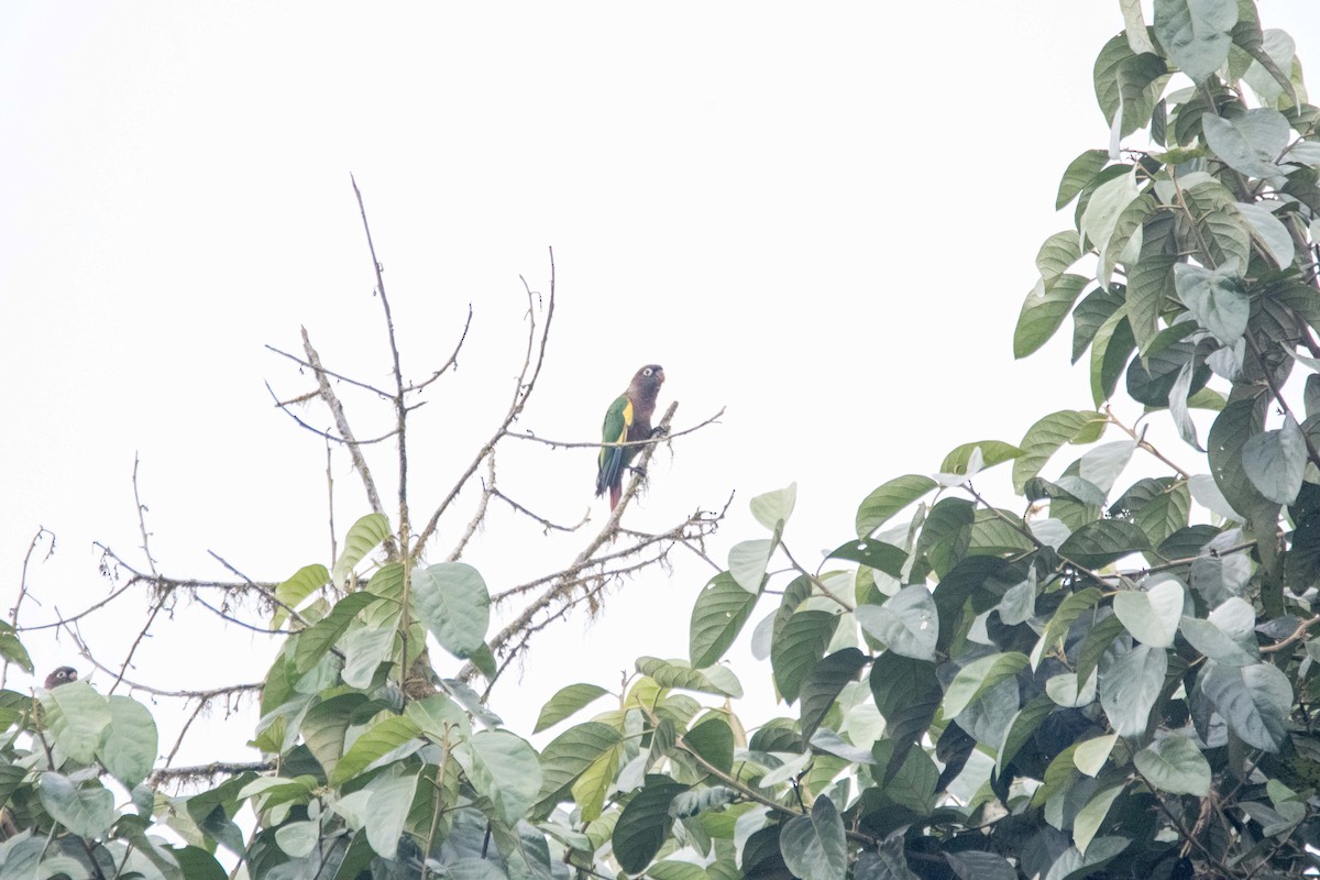 Brown-breasted Parakeet - FREDY HERNAN VALERO