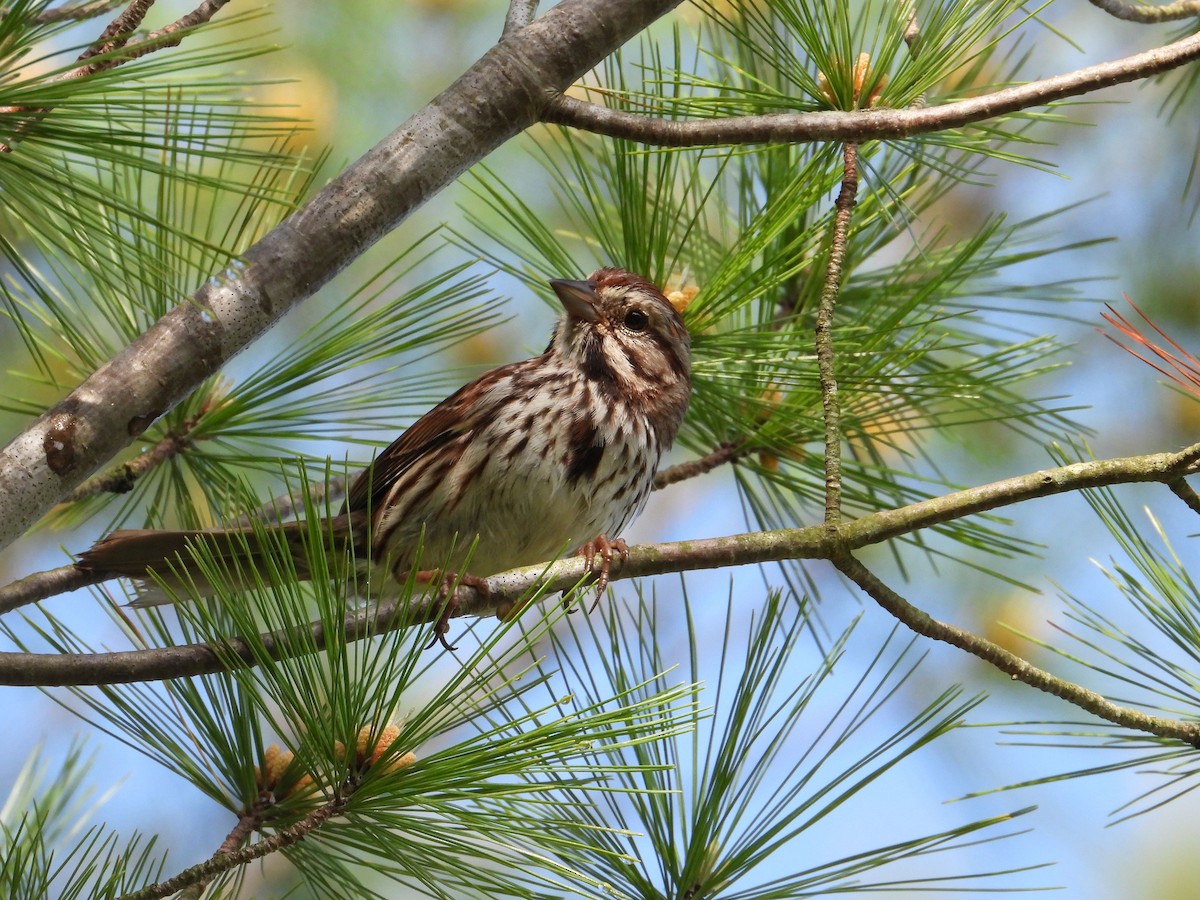 Song Sparrow - Angela Frohring