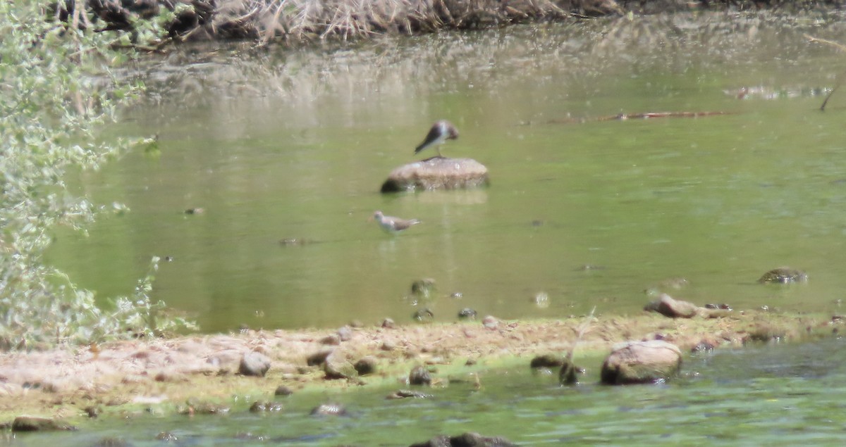 Spotted Sandpiper - Cathy Olson