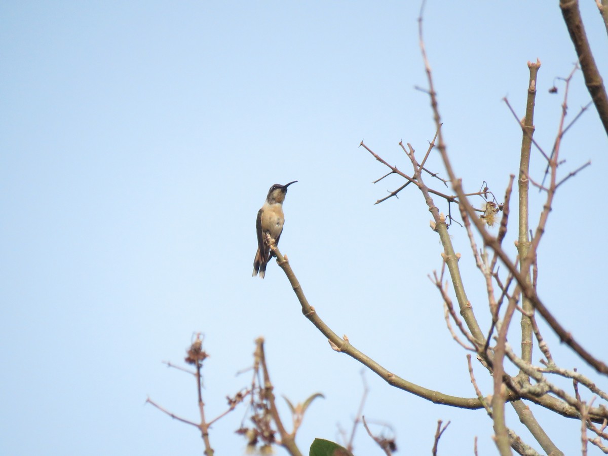 Scherenschwanz-Sternkolibri - ML619621652