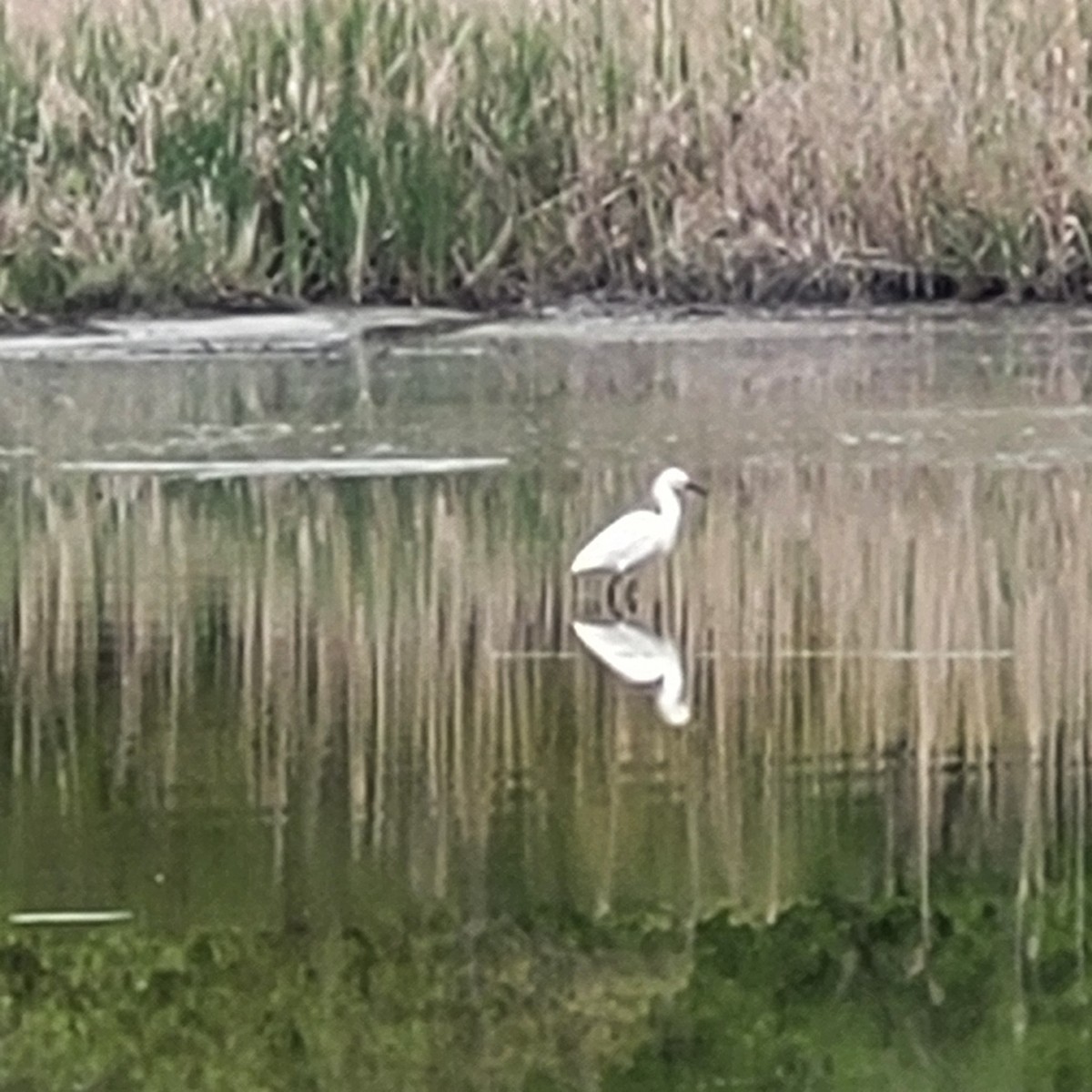 Snowy Egret - ML619621656