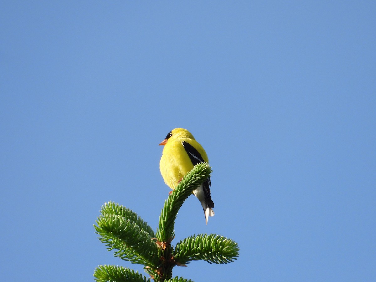 American Goldfinch - Angela Frohring