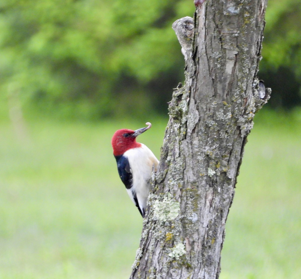 Red-headed Woodpecker - ML619621664