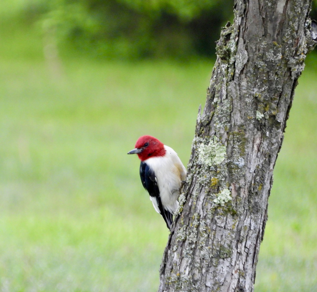 Red-headed Woodpecker - Linda Schwegman