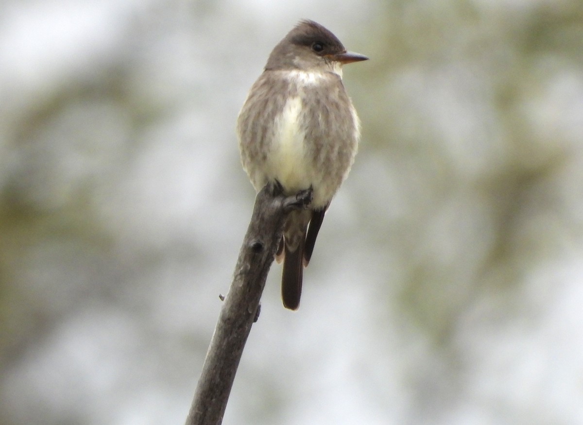 Olive-sided Flycatcher - Nick Swan