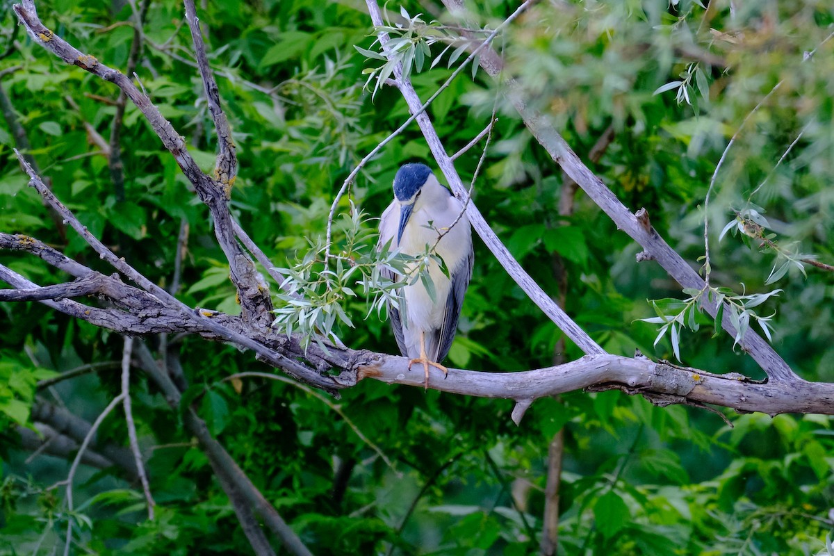 Black-crowned Night Heron - Bernardo Montoya