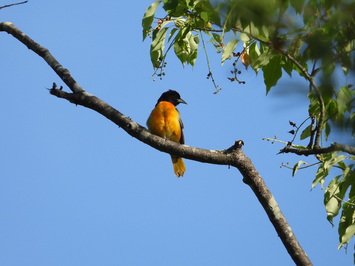 Baltimore Oriole - Angela Frohring